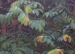 Ventilago madraspatana