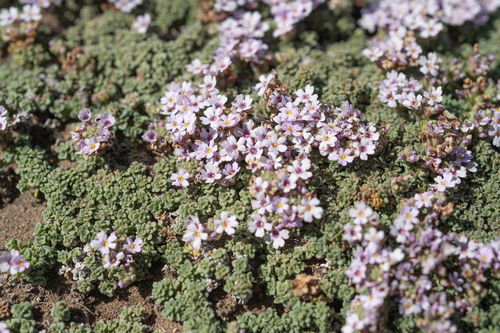 Junellia micrantha, photograph 5