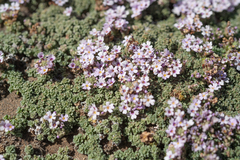 Junellia micrantha, photograph (c) Morten Ross, some rights reserved (CC BY)