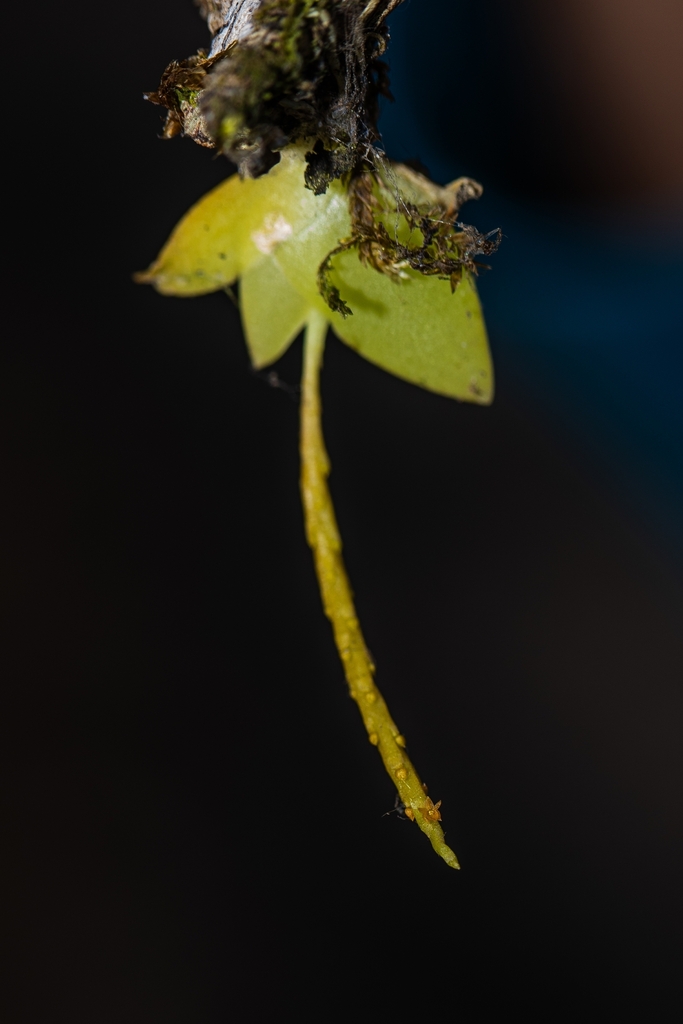Oberonia proudlockii
