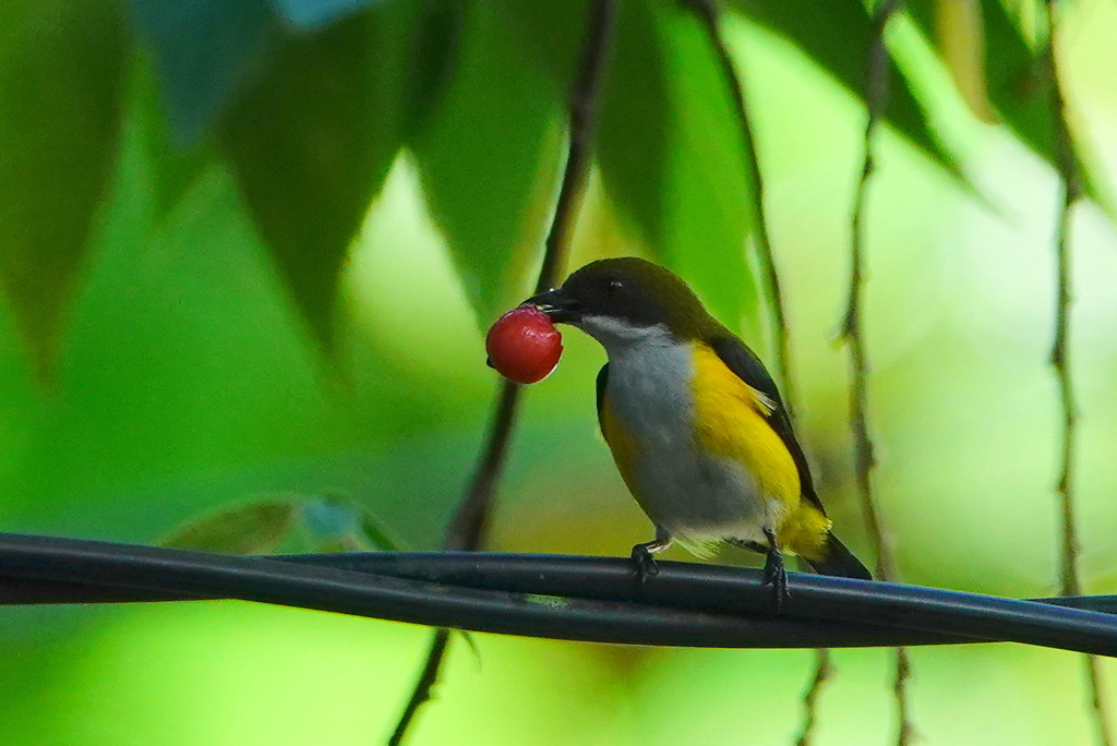 Yellow-sided Flowerpecker (Dicaeum aureolimbatum)