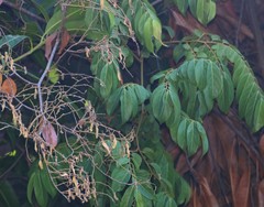 Ventilago madraspatana