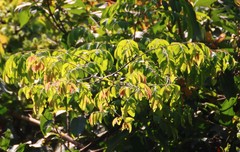 Ventilago madraspatana