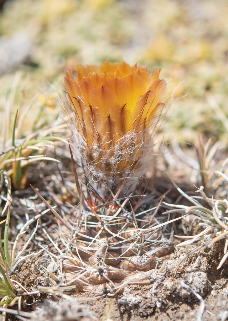 Austrocactus elegans