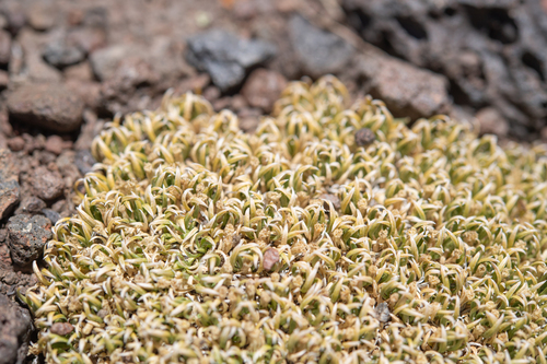Benthamiella graminifolia (Benthamiella graminifolia)