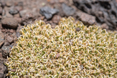 Benthamiella graminifolia