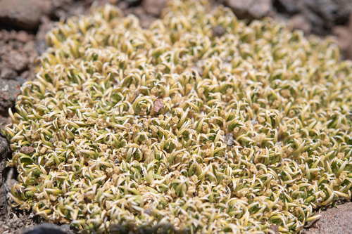Benthamiella graminifolia, photograph 1