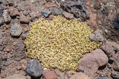 Benthamiella graminifolia, photograph (c) Morten Ross, some rights reserved (CC BY)