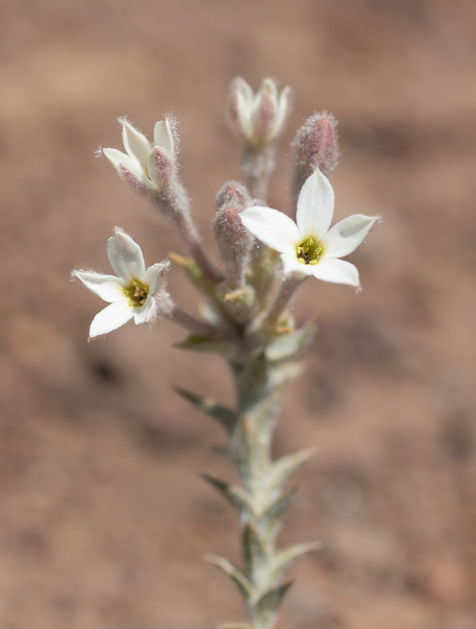 Arjona tuberosa