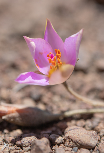 Montiopsis cistiflora, photograph 2