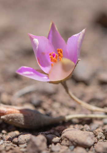 Montiopsis cistiflora, photograph 3