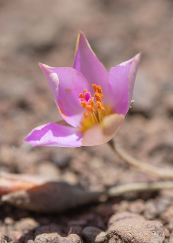 Montiopsis cistiflora
