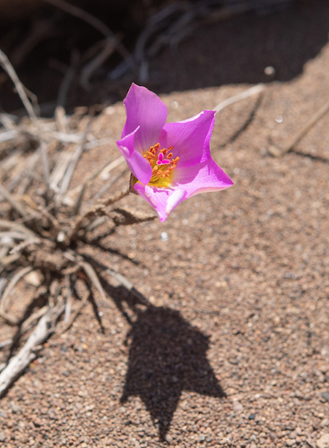 Montiopsis cistiflora, photograph 5