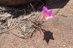 Montiopsis cistiflora, photograph (c) Morten Ross, some rights reserved (CC BY)