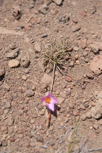 Montiopsis cistiflora, photograph 4