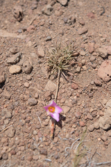 Montiopsis cistiflora, photograph (c) Morten Ross, some rights reserved (CC BY)