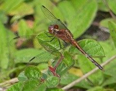 Erythrodiplax minuscula