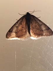 Theria primaria