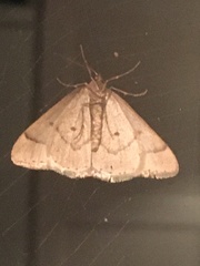 Theria primaria