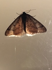 Theria primaria