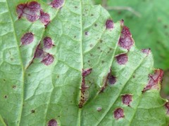 Puccinia linkii