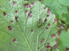 Puccinia linkii