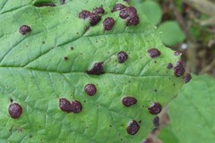 Puccinia linkii