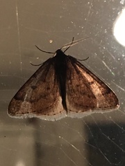 Theria primaria