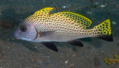 Diagramma melanacrum