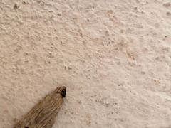 Nannotrigona perilampoides