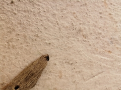 Nannotrigona perilampoides