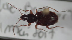 Agonum retractum