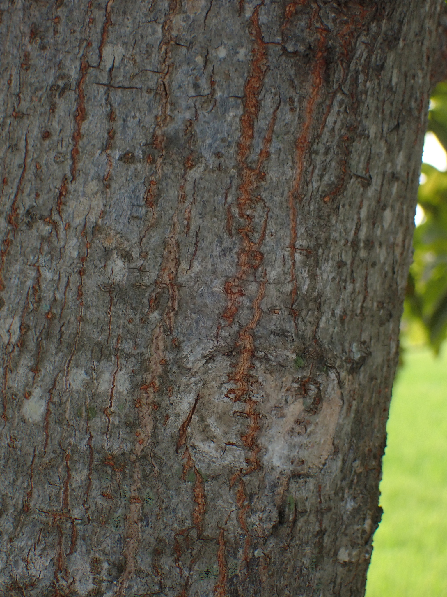Imagem de Abricó-de-macaco
