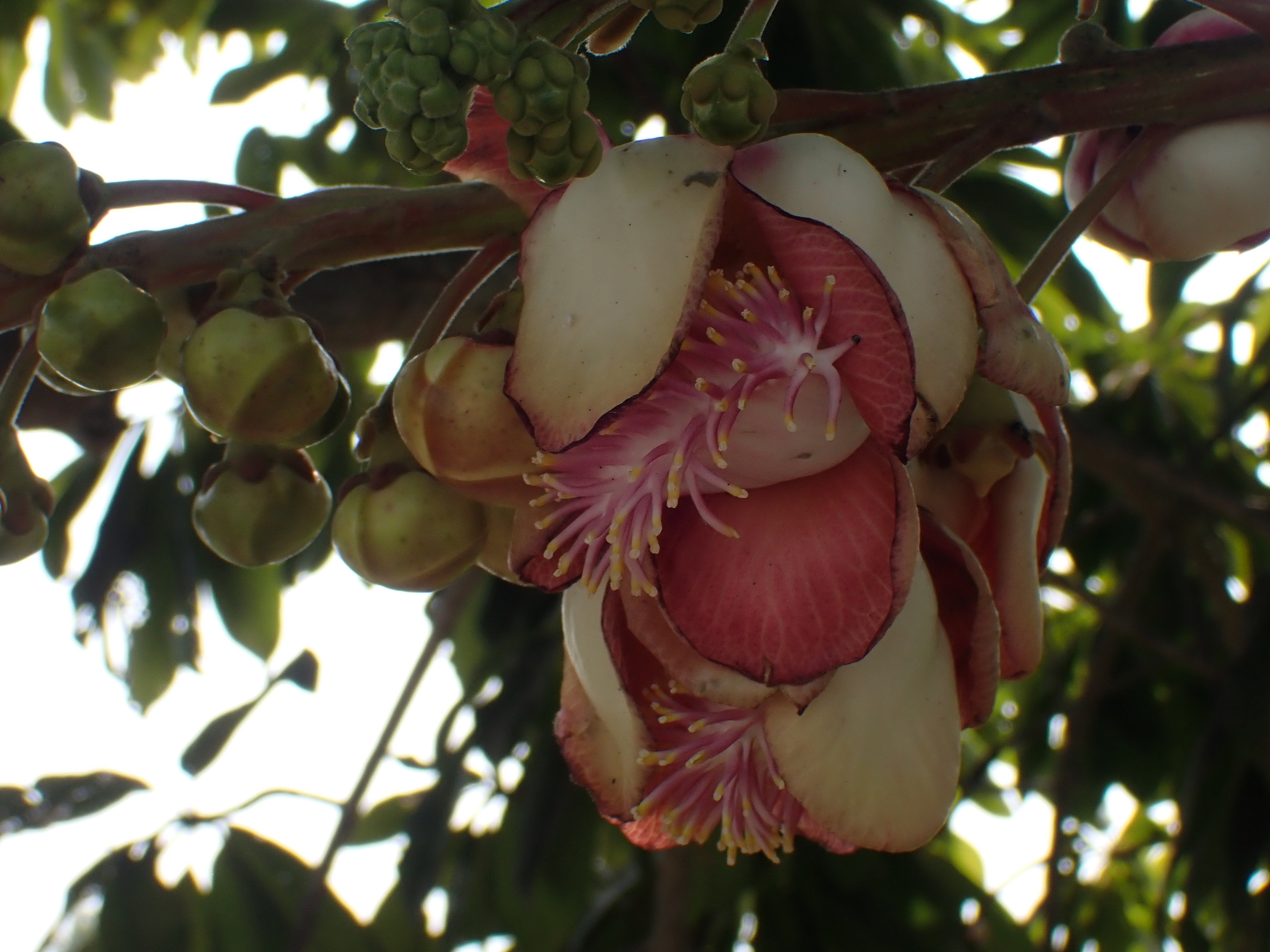 Imagem de Abricó-de-macaco