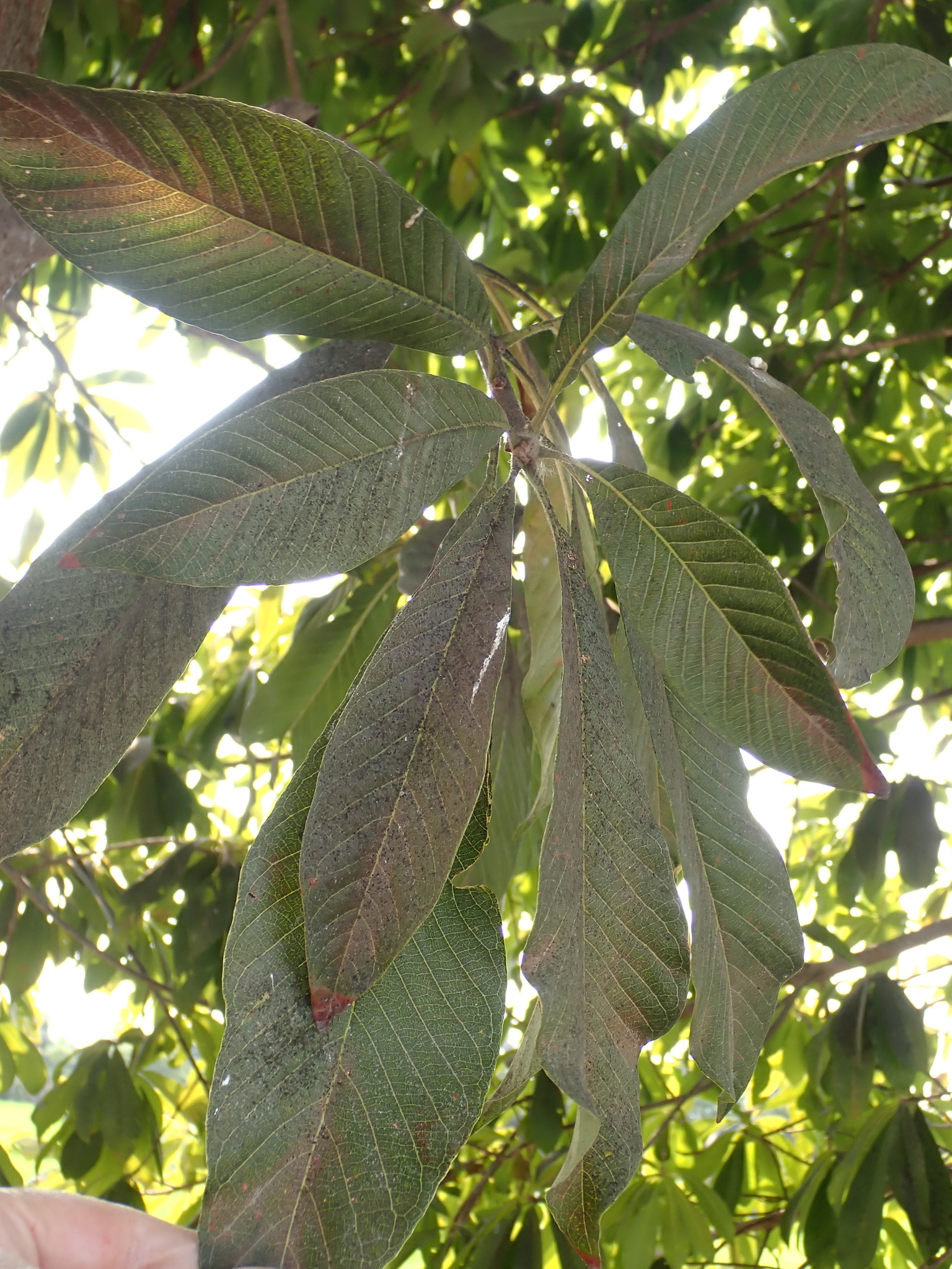 Imagem de Abricó-de-macaco