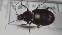 Agonum fidele