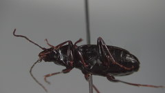 Agonum fidele