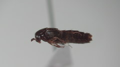Aleochara curtula