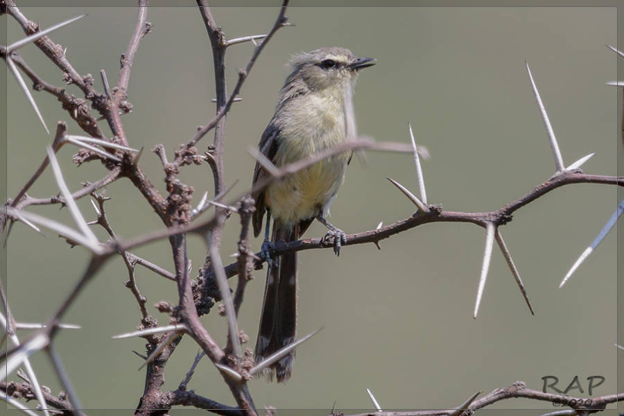 Greater Wagtail-Tyrant