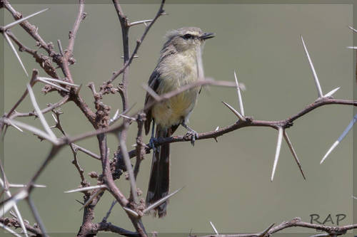 Greater Wagtail-Tyrant
