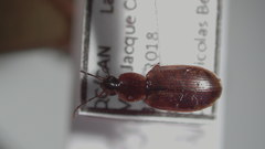 Agonum lutulentum