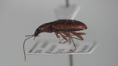 Agonum lutulentum
