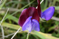 Lathyrus odoratus