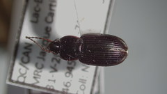 Pterostichus vernalis