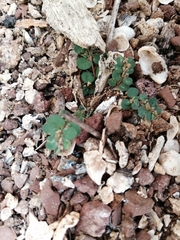 Nannotrigona perilampoides