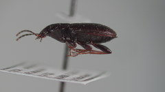 Pterostichus vernalis