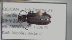 Pedilus lugubris