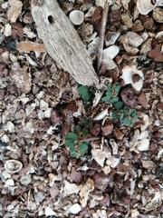 Nannotrigona perilampoides