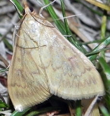 Ostrinia obumbratalis