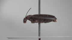Pedilus lugubris